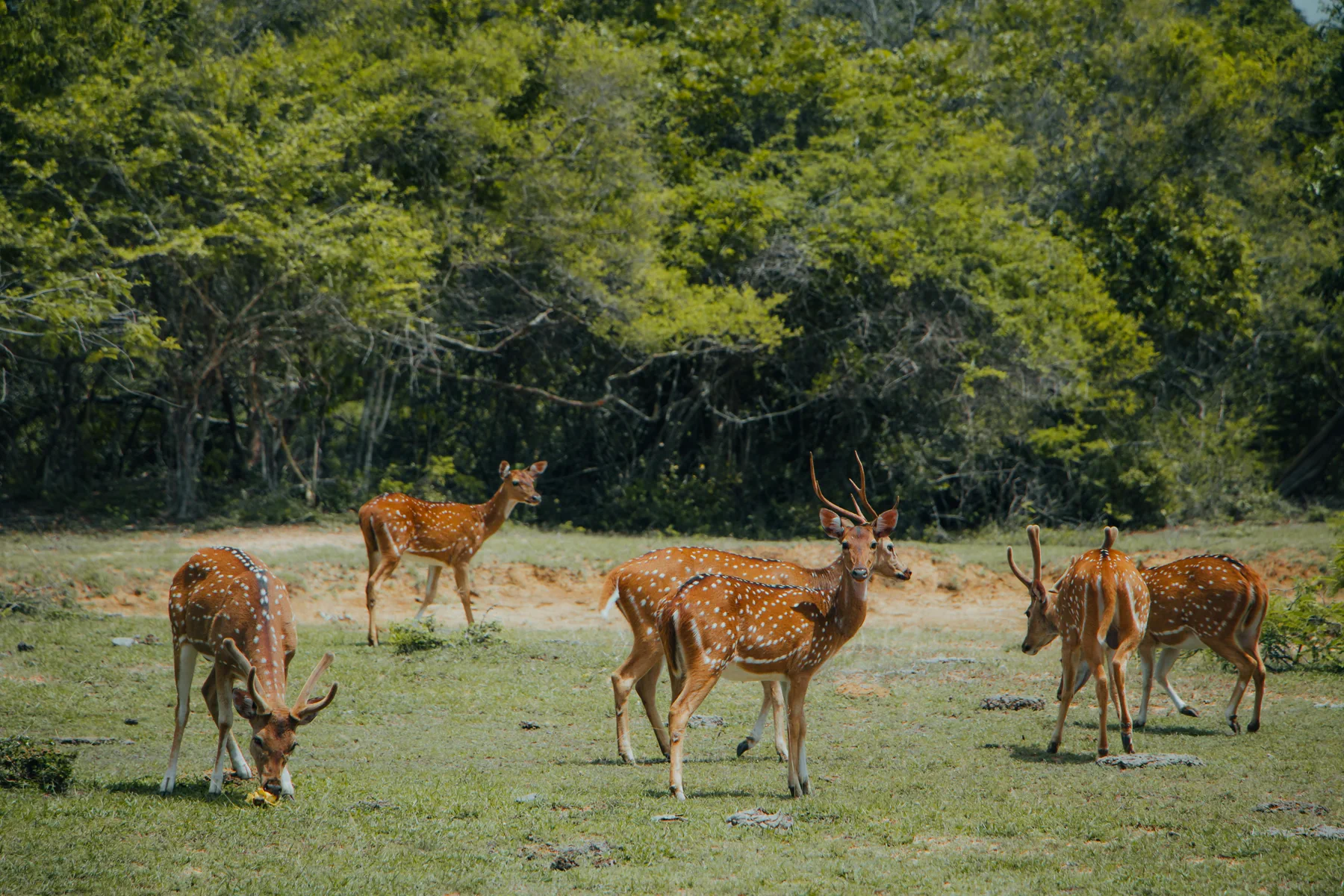 Bundala National Park