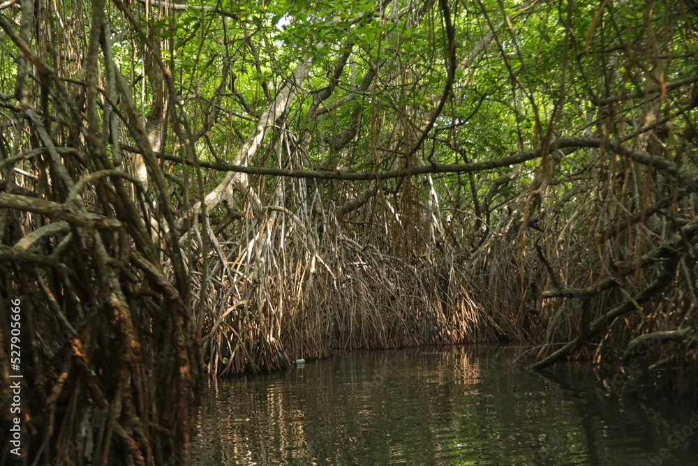 Cinnamon Island