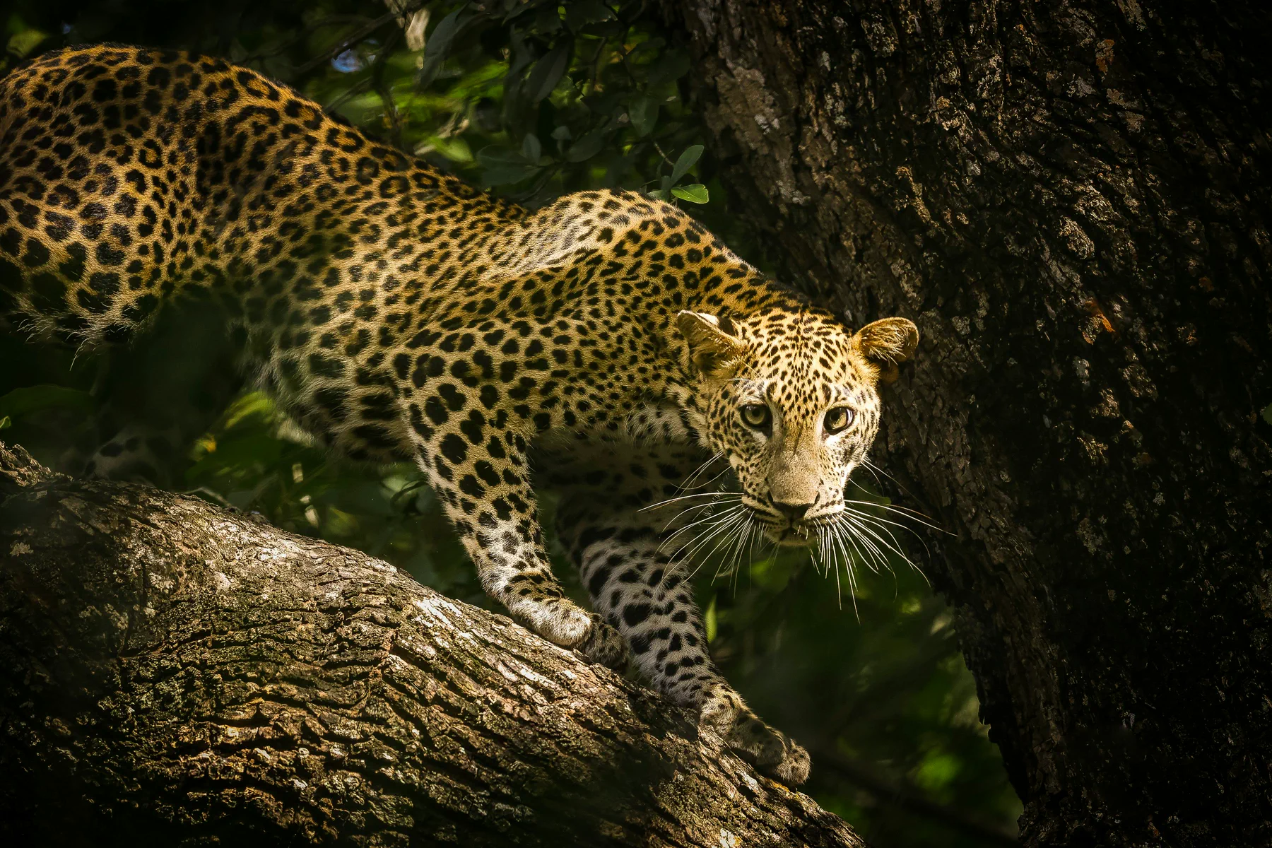 Wildlife landscape on the 10-day Sri Lanka route